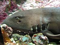 Requin non determine (Brest, Oceanopolis) (4).jpg